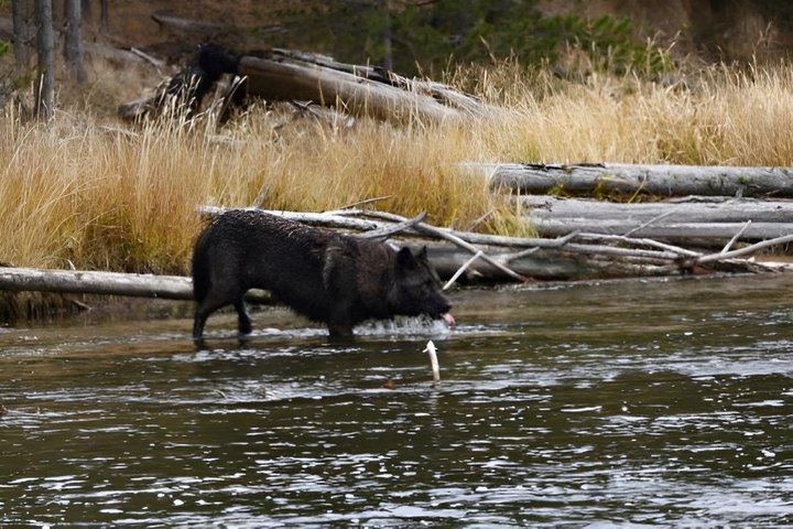 Private Yellowstone Lower Loop Sites & Wildlife Tour from Bozeman
