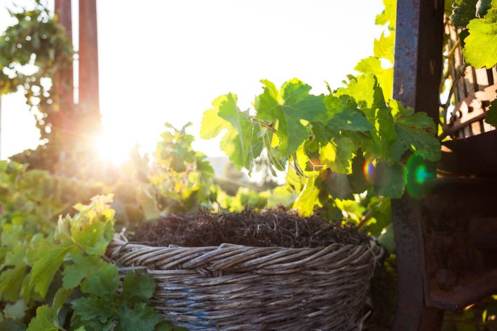 Santorini Wine Tour: Visit 3 Local Wineries with Tastings