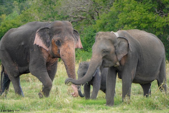 Minneriya National Park Private Jeep Safari with Expert Guide