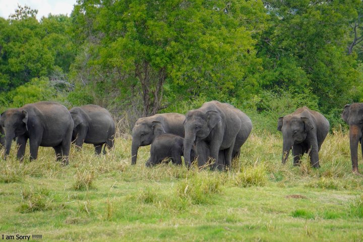 Minneriya National Park Private Jeep Safari with Expert Guide