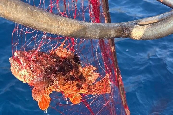 Fishing on the Island of Elba with aperitif and dinner on board