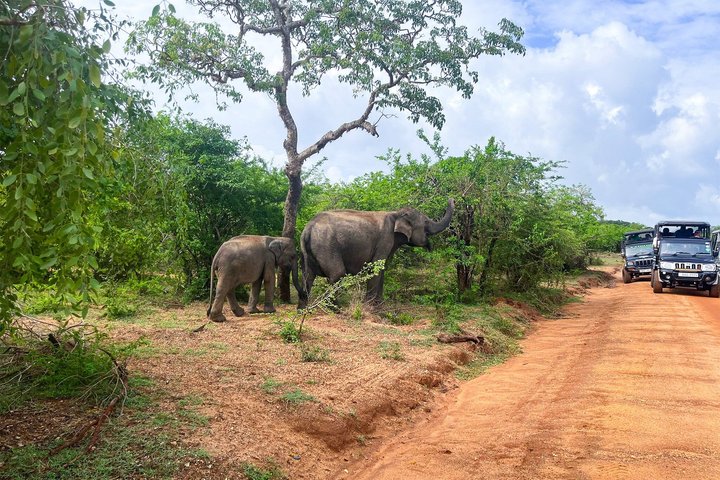 All inclusive Yala Private Leopard Safari: Naturalist & More