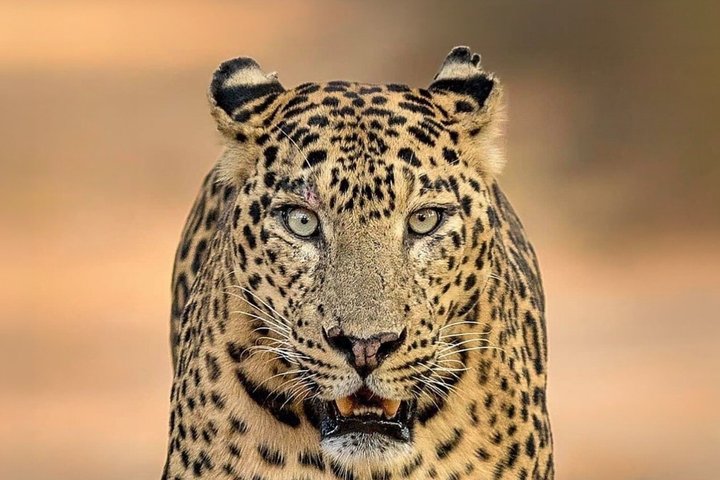 All inclusive Yala Private Leopard Safari: Naturalist & More