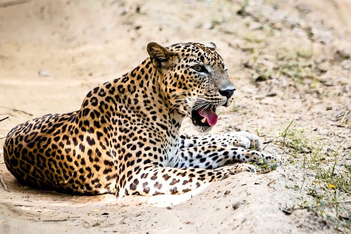 All inclusive Yala Private Leopard Safari: Naturalist & More