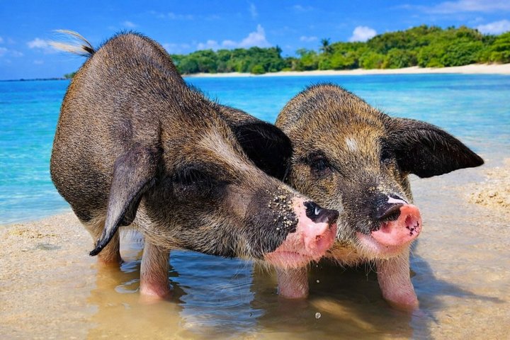 Koh Samui: Private Speedboat Koh Taen & Pig Island Snorkeling