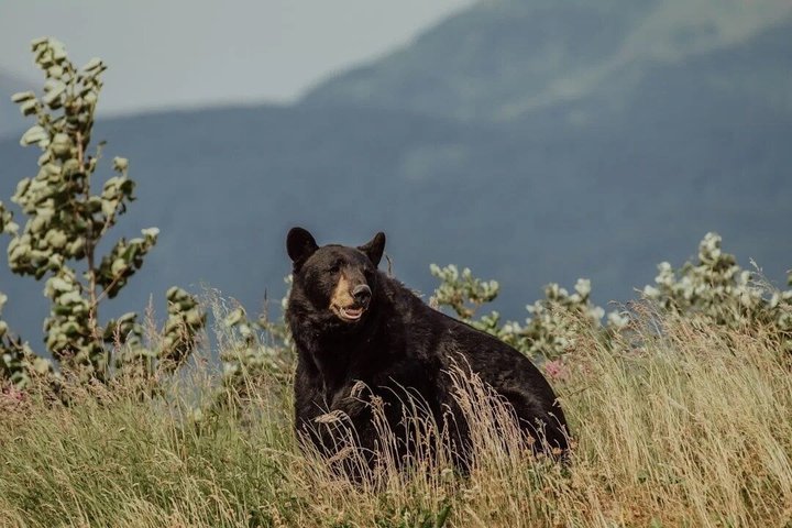 Rocky Mountain National Park Tour and Picnic