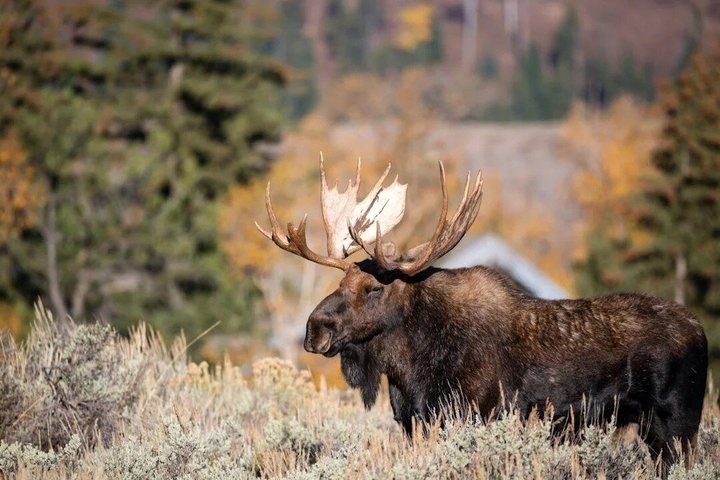 Rocky Mountain National Park Tour and Picnic