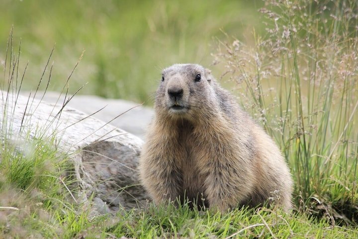 Rocky Mountain National Park Tour and Picnic