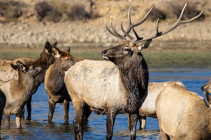 Rocky Mountain National Park Tour and Picnic