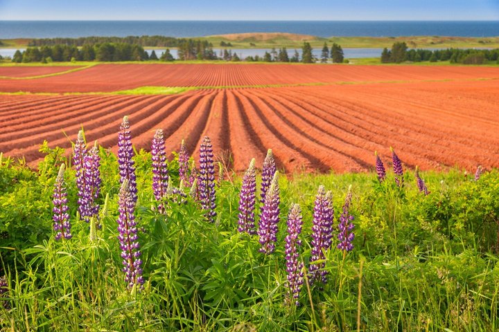 Anne of Green Gables and PEI North Shore Bus Tour