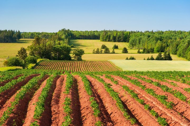 Anne of Green Gables and PEI North Shore Bus Tour