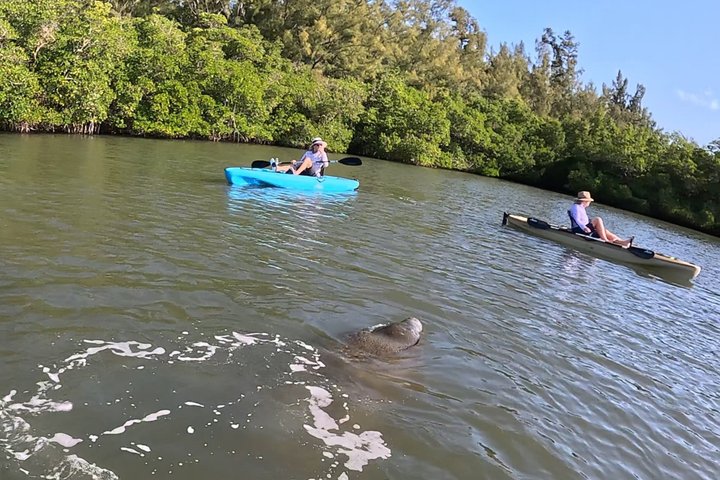 Kickin’ Kayaks Morning Wildlife Tour