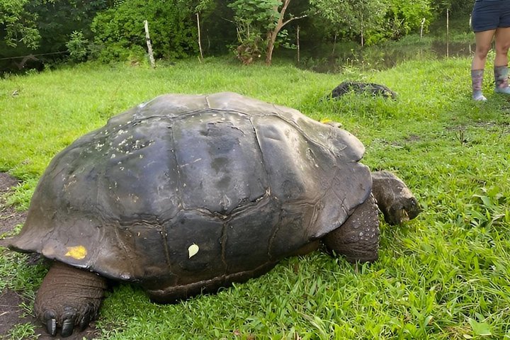 Santa Cruz Highlands Tour with Tortoise and Lava Tunnels