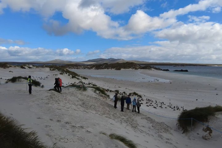 Falkland Islands Wildlife & Stanley Highlights Tour