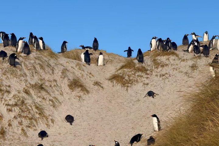 Falkland Islands Wildlife & Stanley Highlights Tour