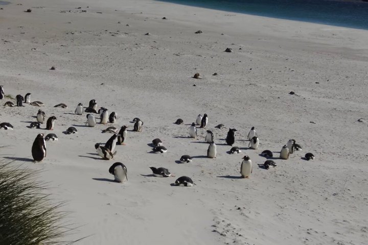 Falkland Islands Wildlife & Stanley Highlights Tour