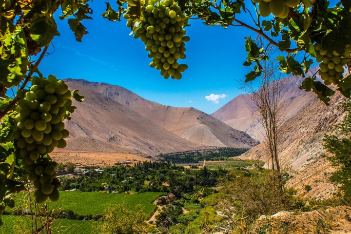 Elqui Valley Tour with Pisco Tasting and Lunch