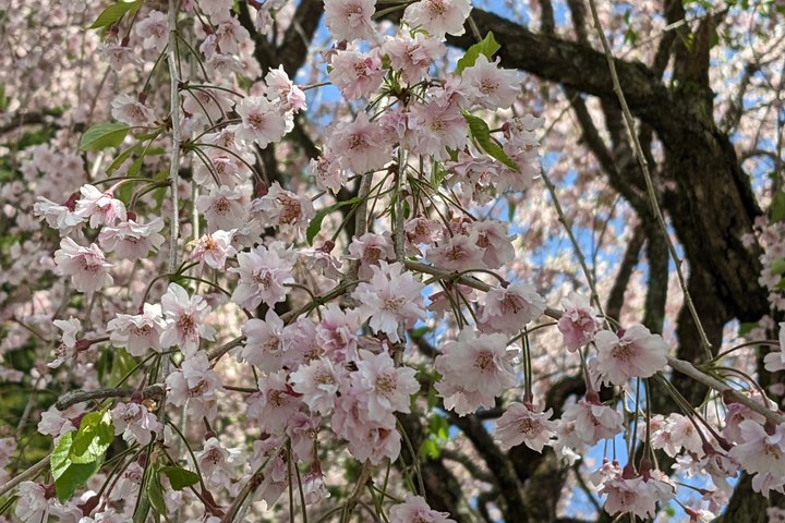 Magome to Tsumago Hiking Tour from Nagoya