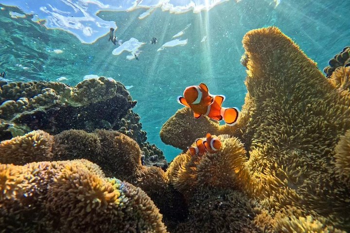 Okinawa Miyako Half Day Sea Turtle Snorkel with Free Photos