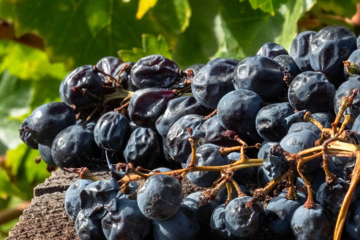 Barossa Valley Premium Wine Tasting Experience with Winery Lunch