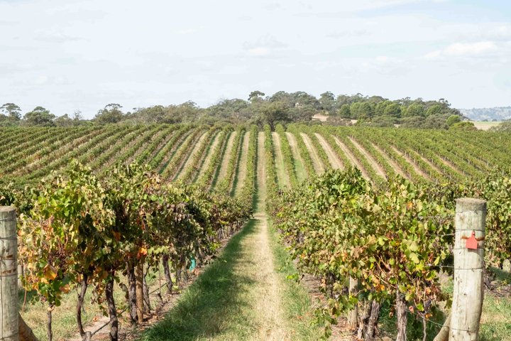 Barossa Wine tour with Lunch, Wine Tastings, Brewery & Chocolate