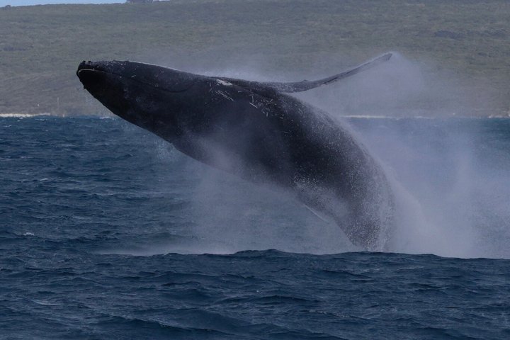 Dunsborough Whale Watching Tour