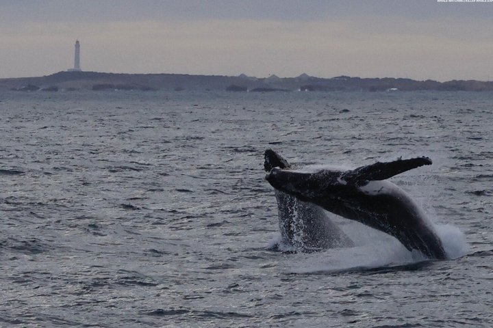 Dunsborough Whale Watching Tour