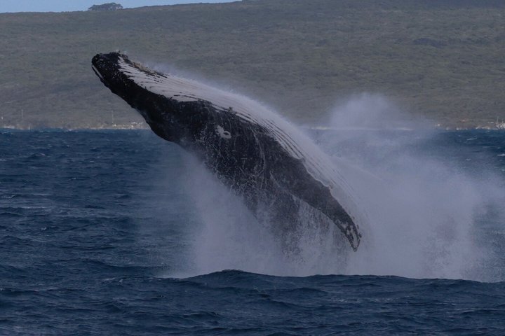 Dunsborough Whale Watching Tour