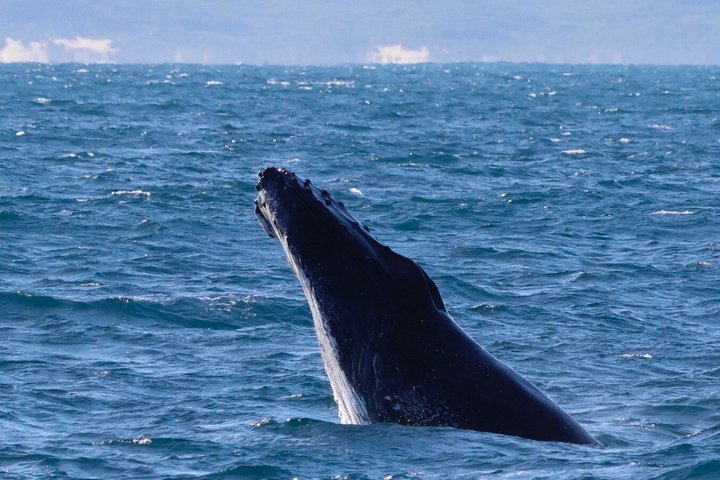 Dunsborough Whale Watching Tour
