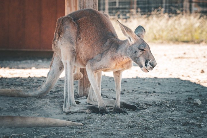 Fredericksburg Giraffe Safari and Dinner Experience