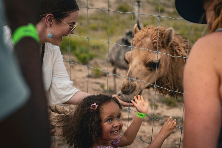 Fredericksburg Giraffe Safari and Dinner Experience