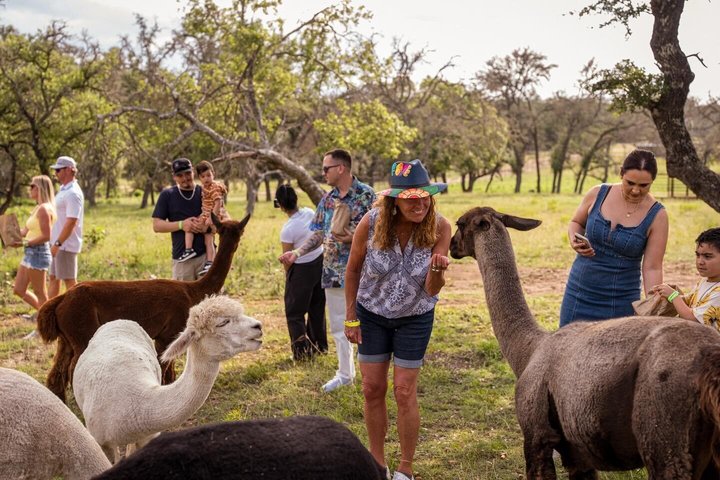 Fredericksburg Giraffe Safari and Dinner Experience