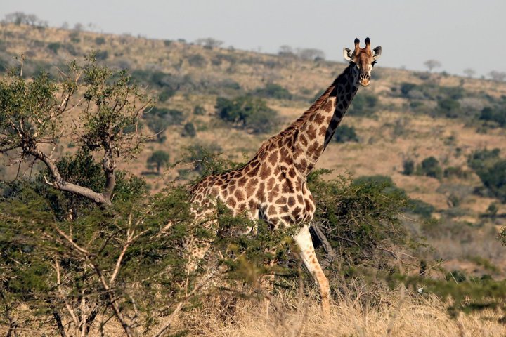 Fredericksburg Giraffe Safari and Dinner Experience