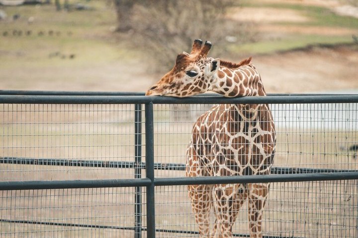 Fredericksburg Giraffe Safari and Dinner Experience