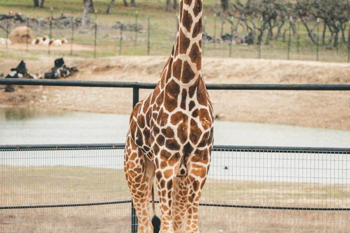 Fredericksburg Giraffe Safari and Dinner Experience