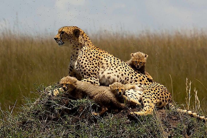 3 Days Adventure to Masai Mara National Reserve on a 4X4 Vehicle