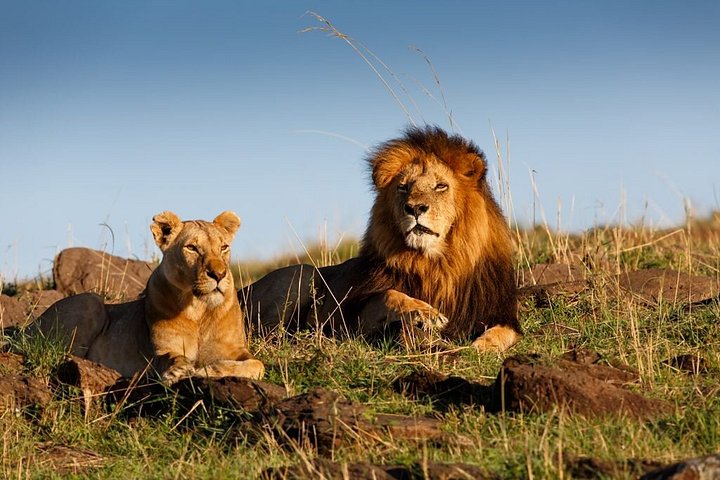 3 Days Adventure to Masai Mara National Reserve on a 4X4 Vehicle