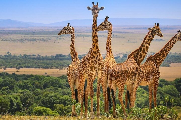 3 Days Adventure to Masai Mara National Reserve on a 4X4 Vehicle
