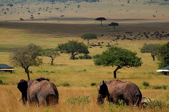 3 Days Adventure to Masai Mara National Reserve on a 4X4 Vehicle