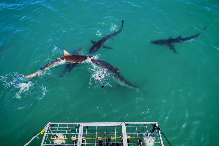 Shark Cage Diving with complimentary air in cage from Gansbaai