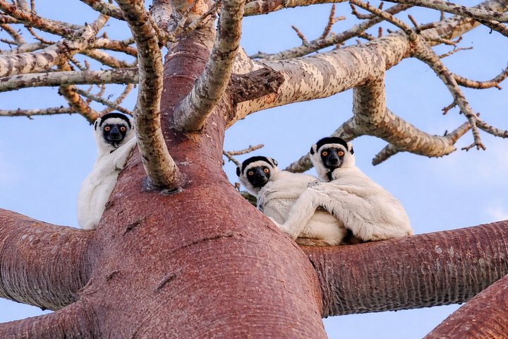 Morondava, Tsingy and Baobabs Tour - 4 days