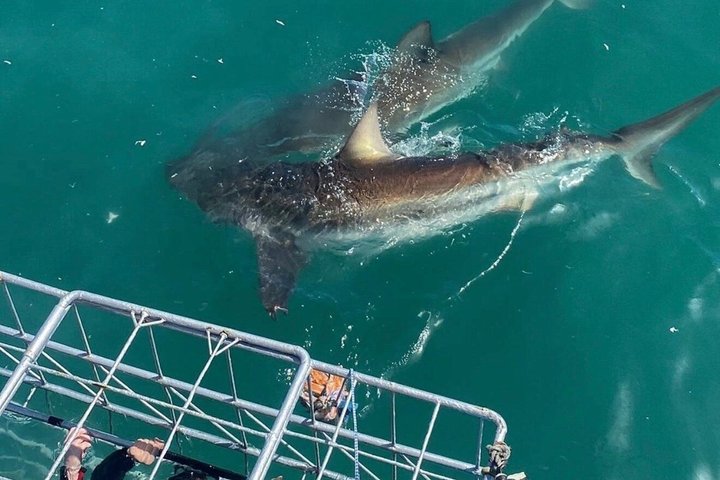 Shark Cage Diving with complimentary air in cage from Gansbaai