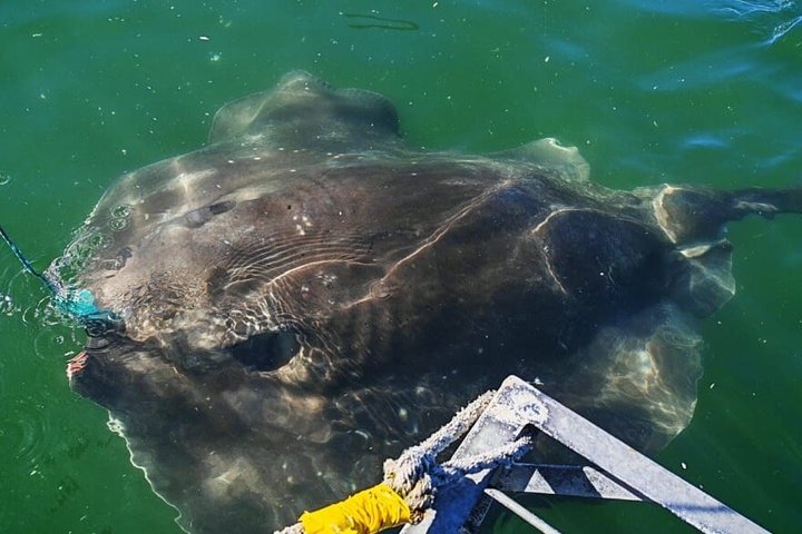 Shark Cage Diving with complimentary air in cage from Gansbaai