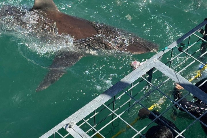 Shark Cage Diving with complimentary air in cage from Gansbaai