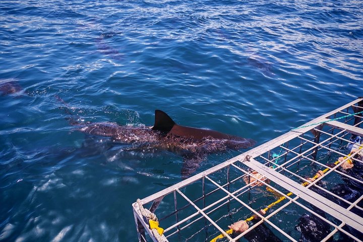 Shark Cage Diving with complimentary air in cage from Gansbaai