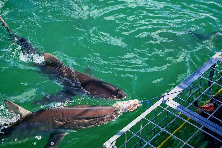 Shark Cage Diving with complimentary air in cage from Gansbaai