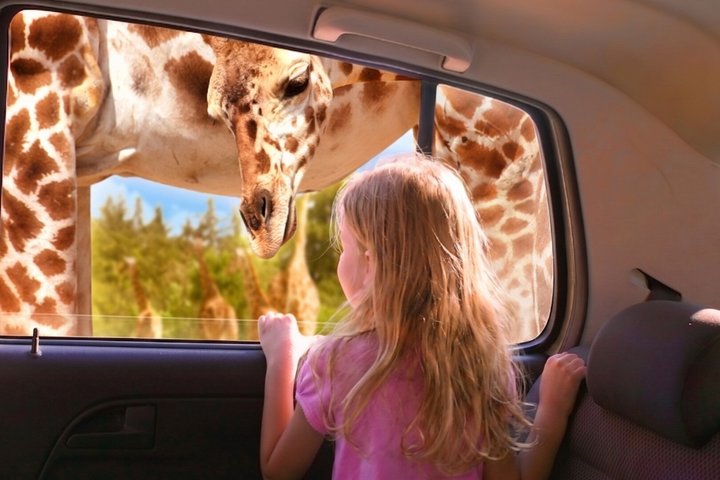 From puebla: Private tour in Africam Safari all-Inclusive