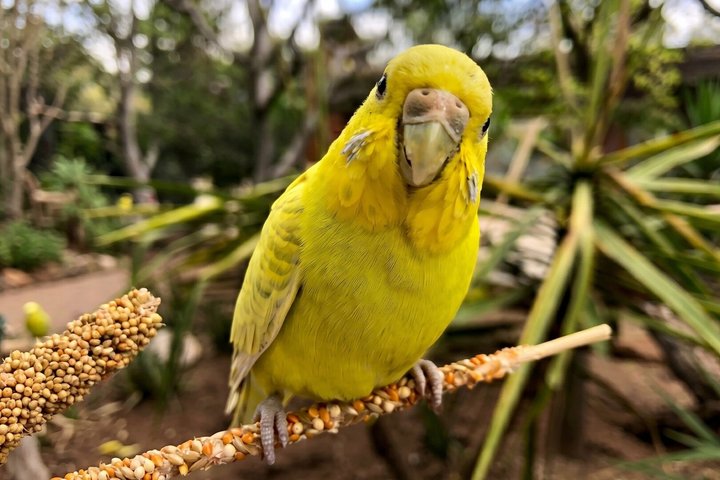 From puebla: Private tour in Africam Safari all-Inclusive