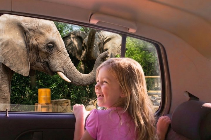 From puebla: Private tour in Africam Safari all-Inclusive