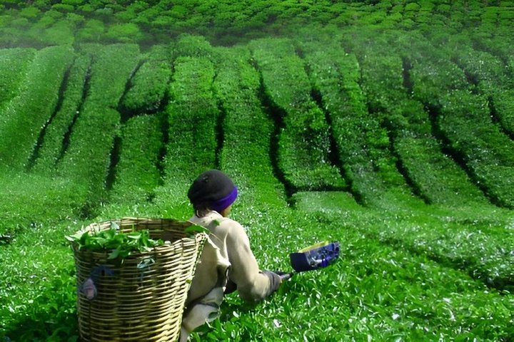 Cameron Highlands and Ipoh Day Private Tour